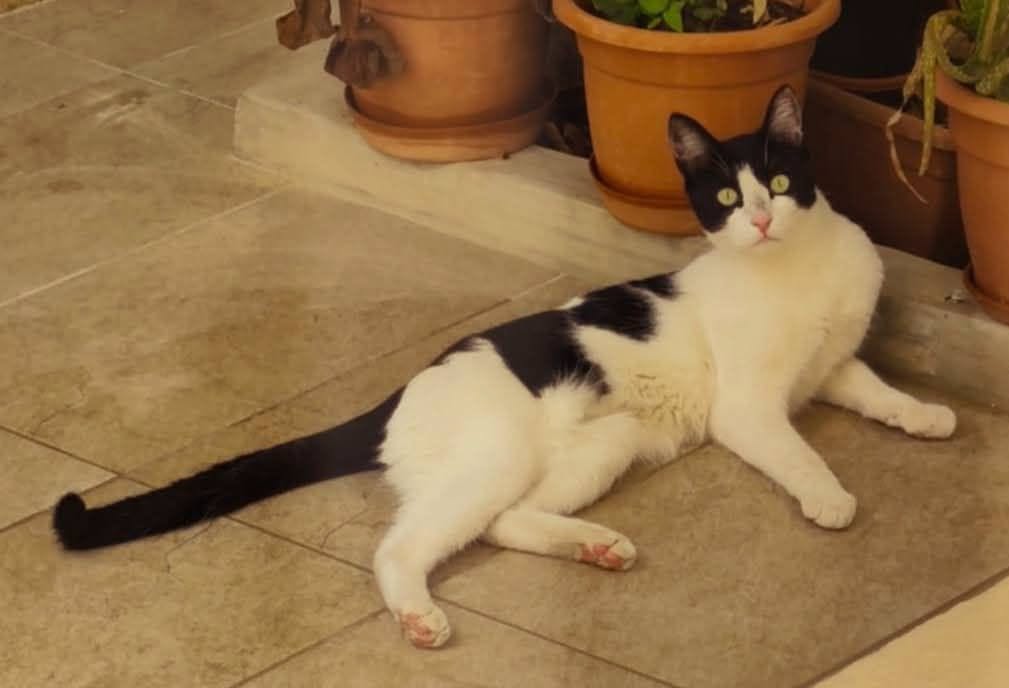 Found cat