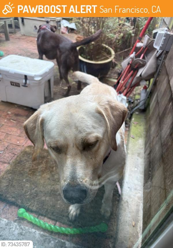 Found dog