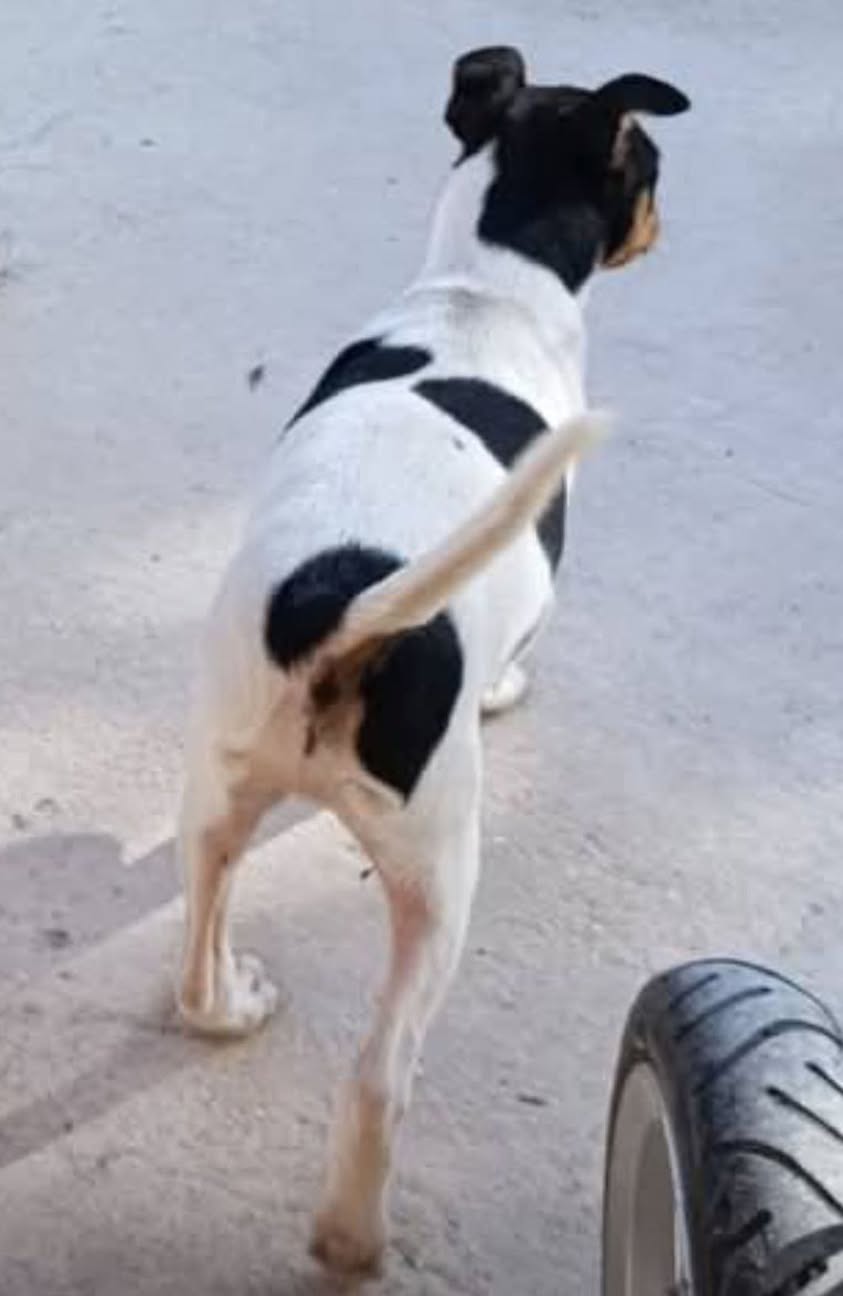 Lost dog