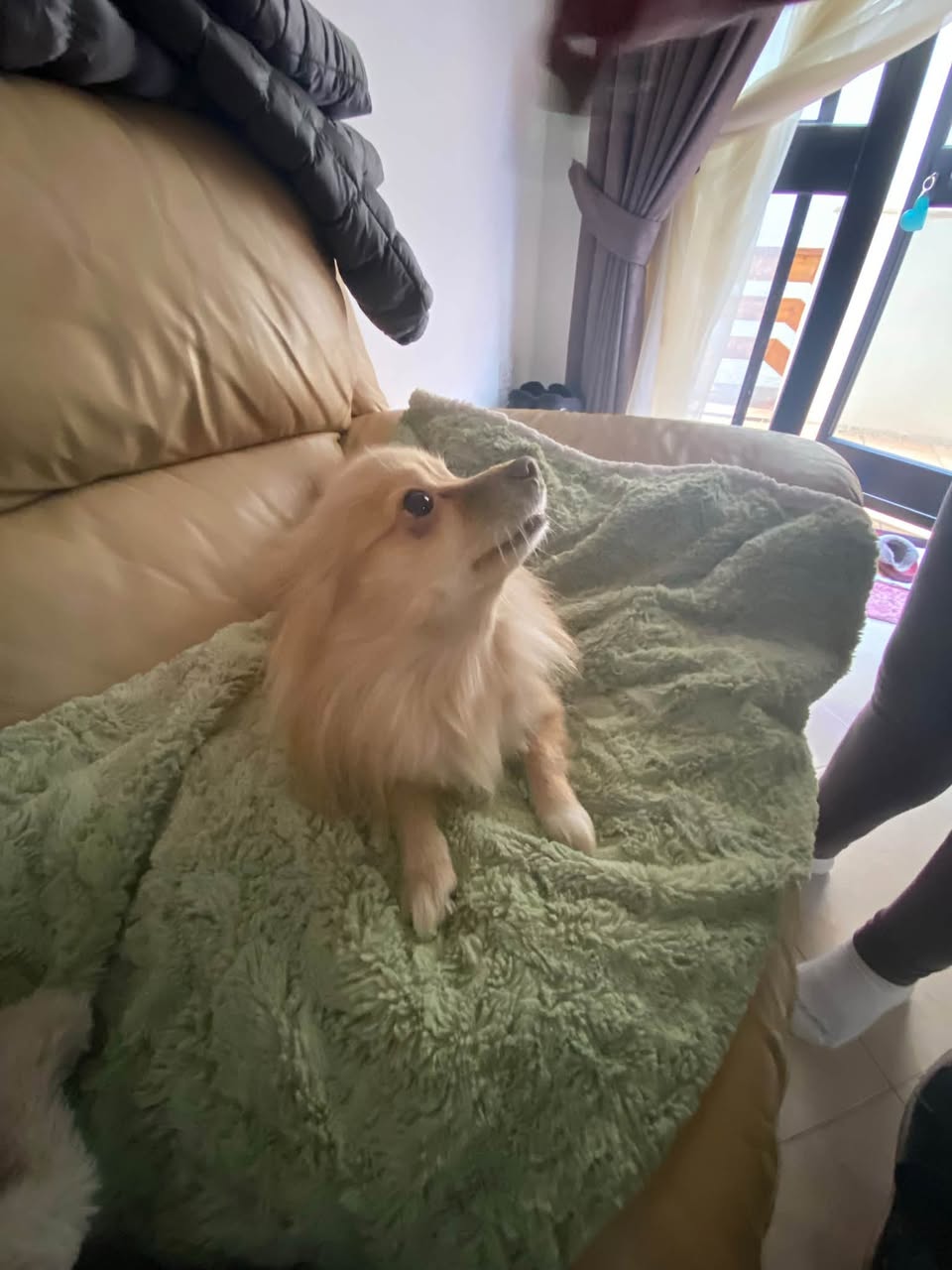 Lost dog