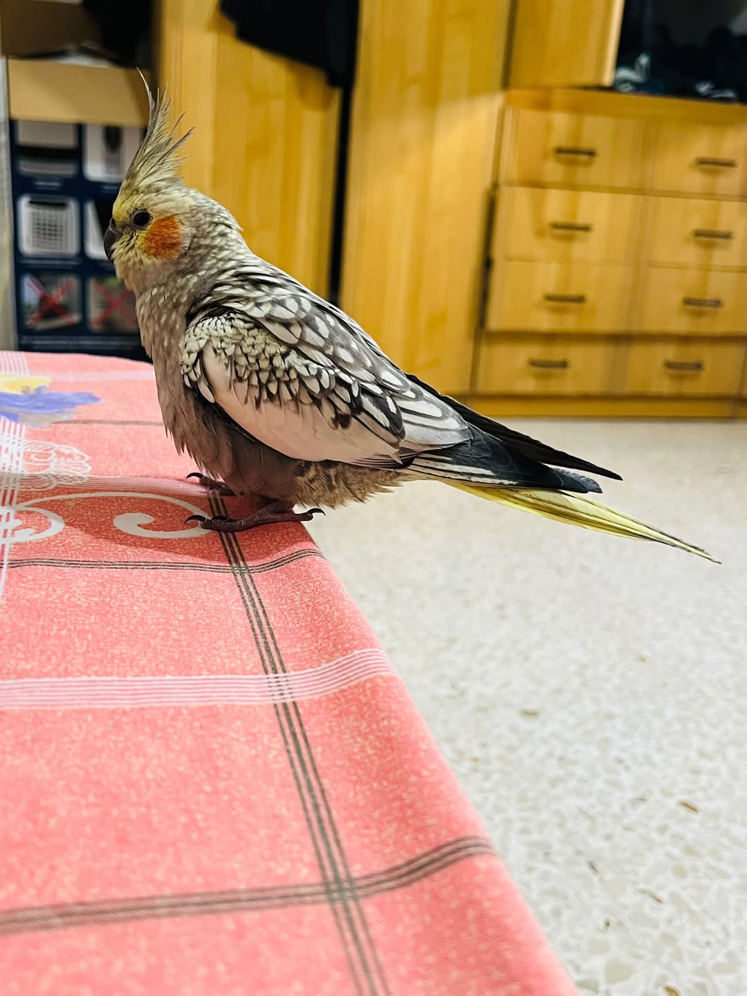 Lost Bird in San Pawl