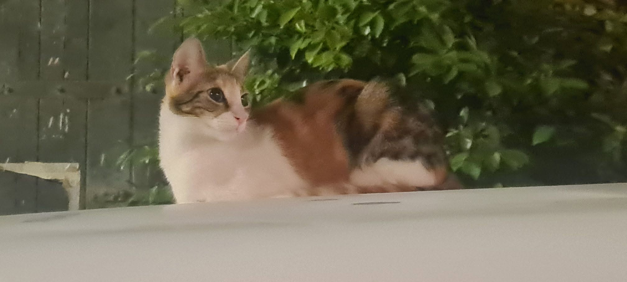 Found cat