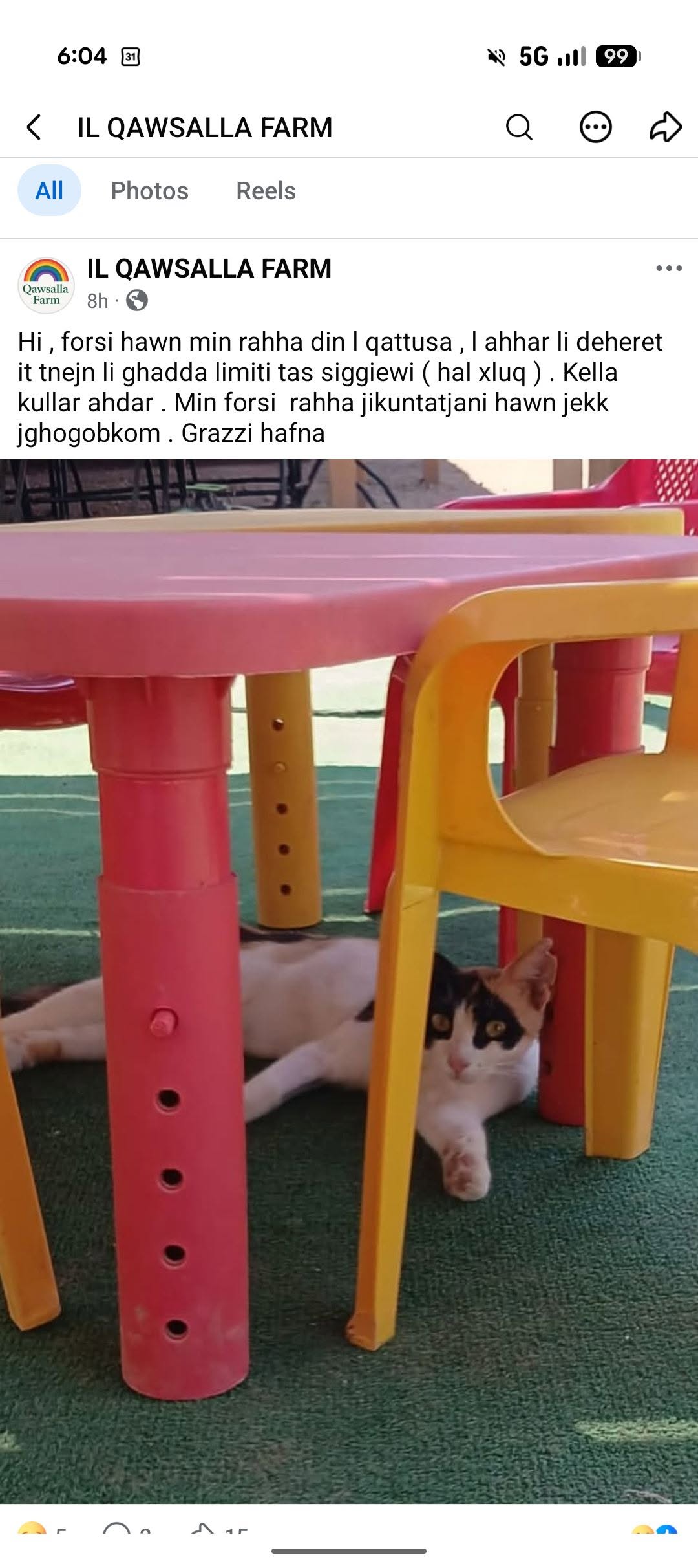Lost Cat in SiġġIewi