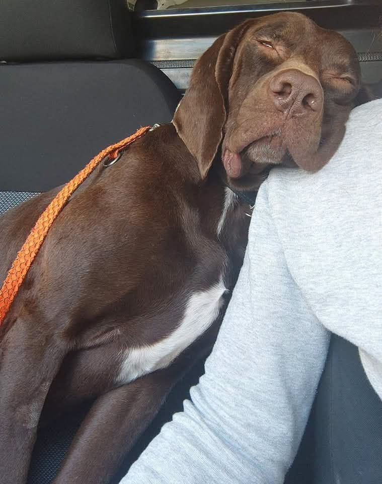 Lost Dog in GħAr Lapsi