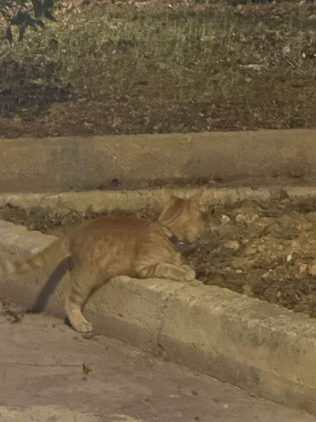 Found cat