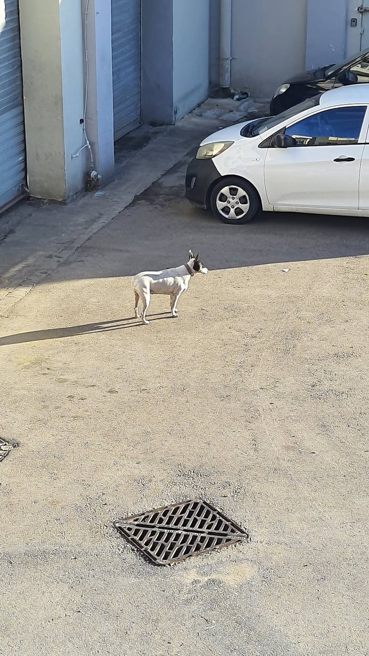 Found Dog in San Gwann