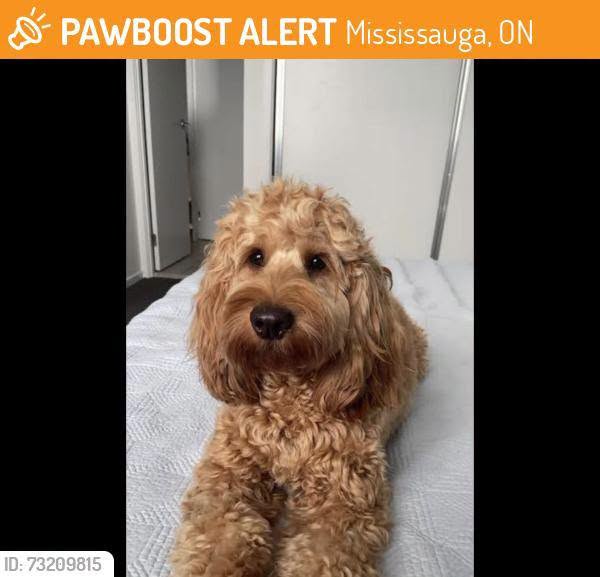 Found dog