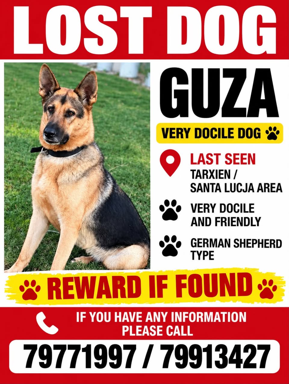 Lost Dog in Tarxien