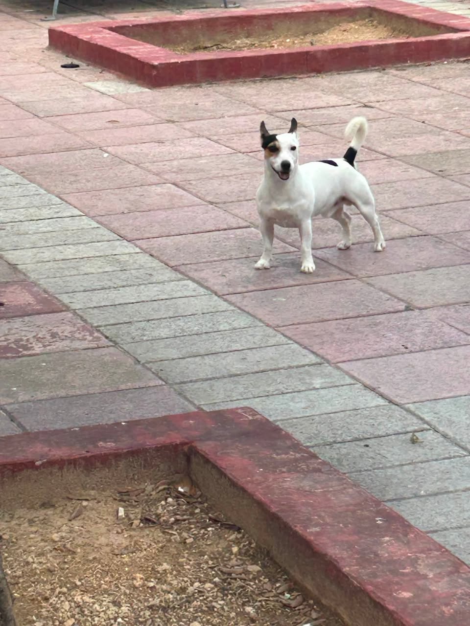 Found Dog in Sliema