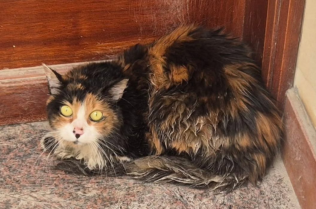 Lost Cat in Sliema
