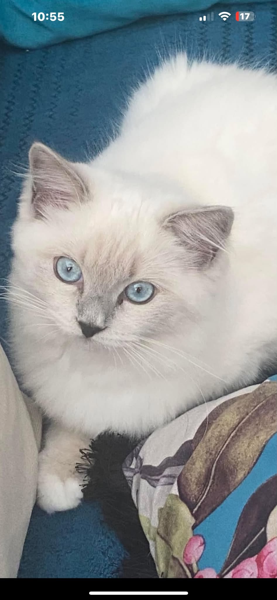 Lost Cat in Madliena