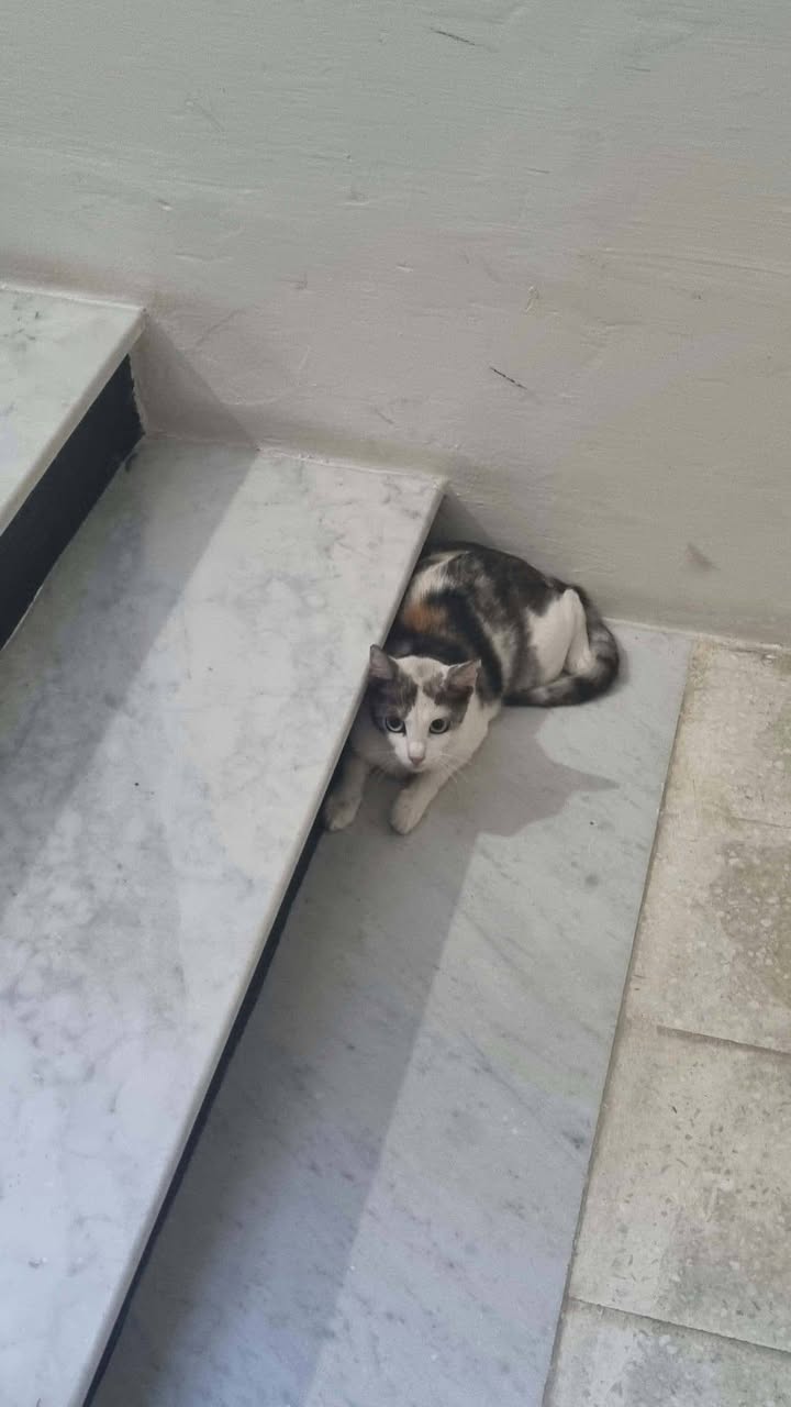 Found cat