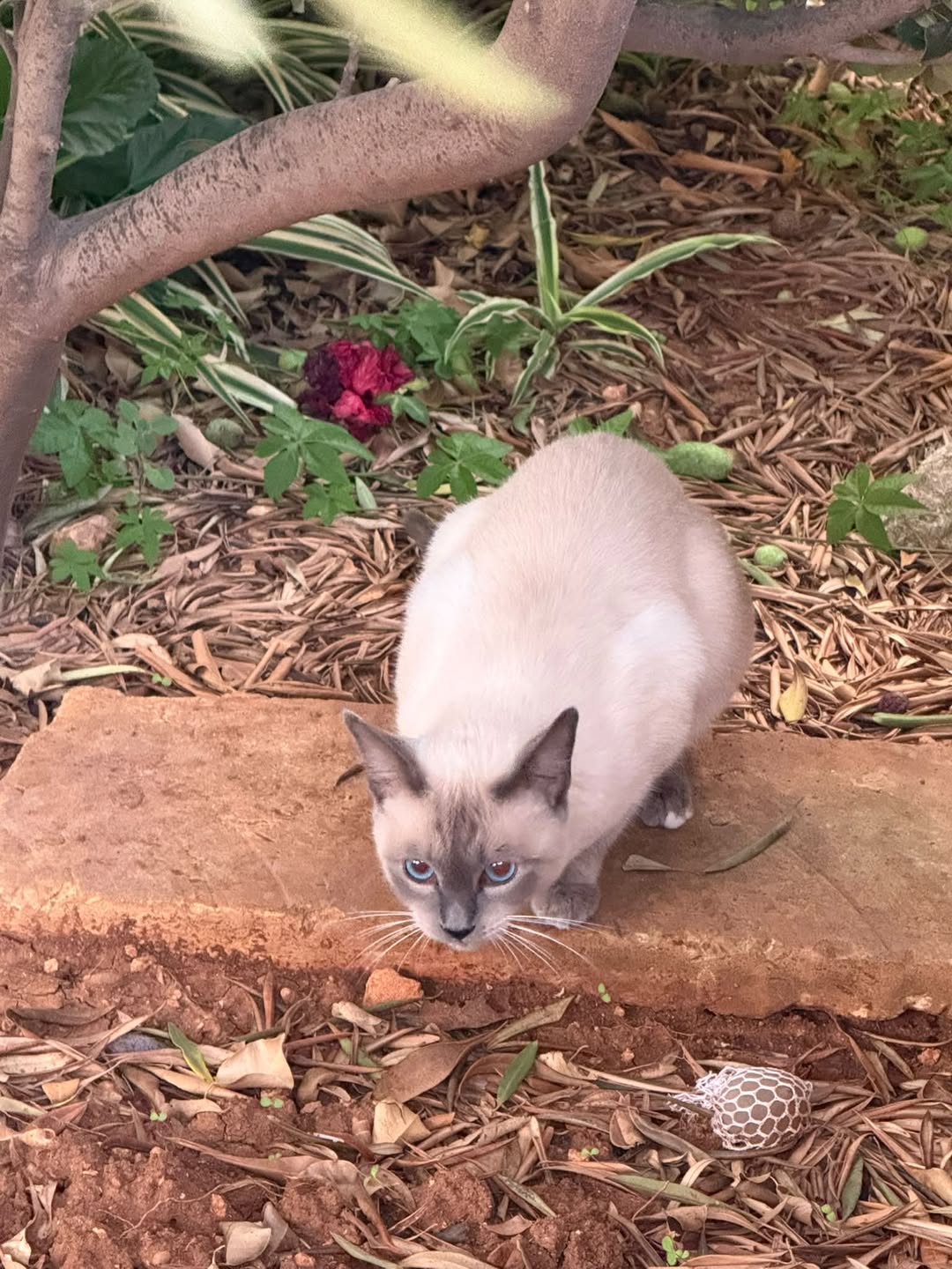 Found cat