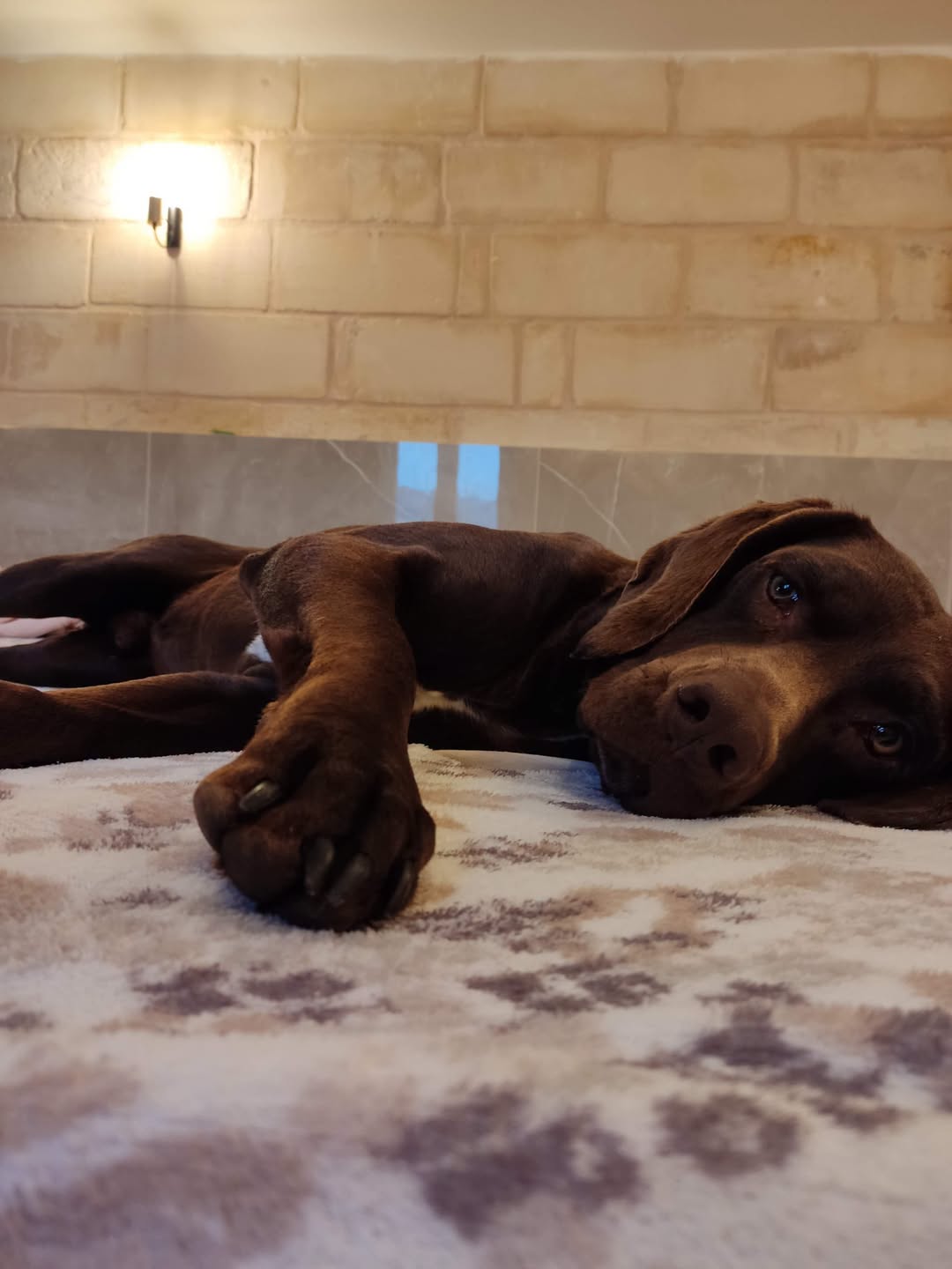 Lost dog