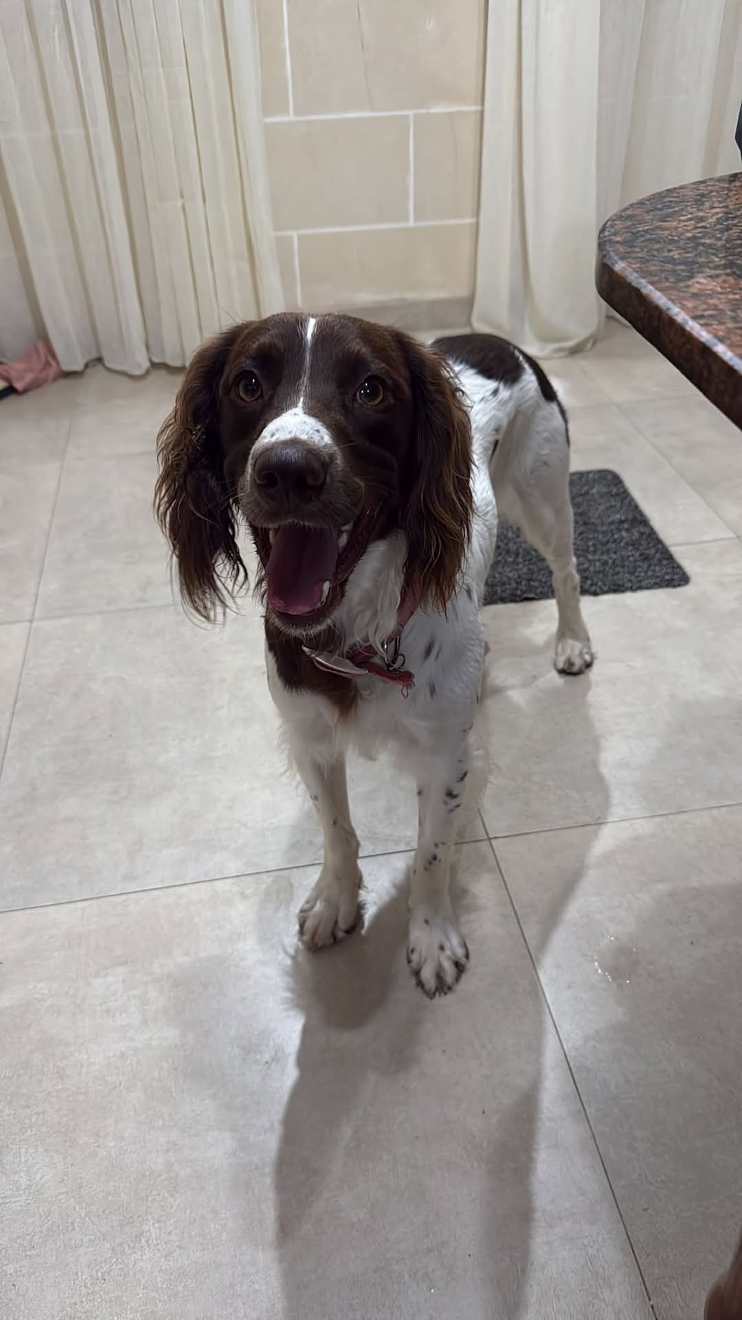 Lost Dog in Bingemma Fort Area