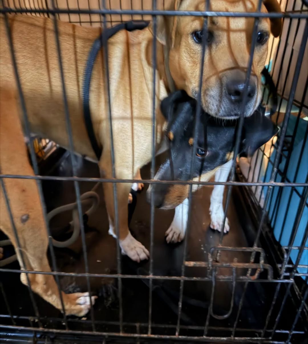 Found Dog in ŻAbbar