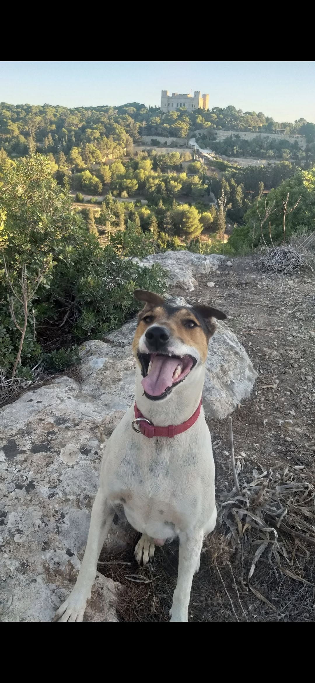 Lost Dog in Dingli