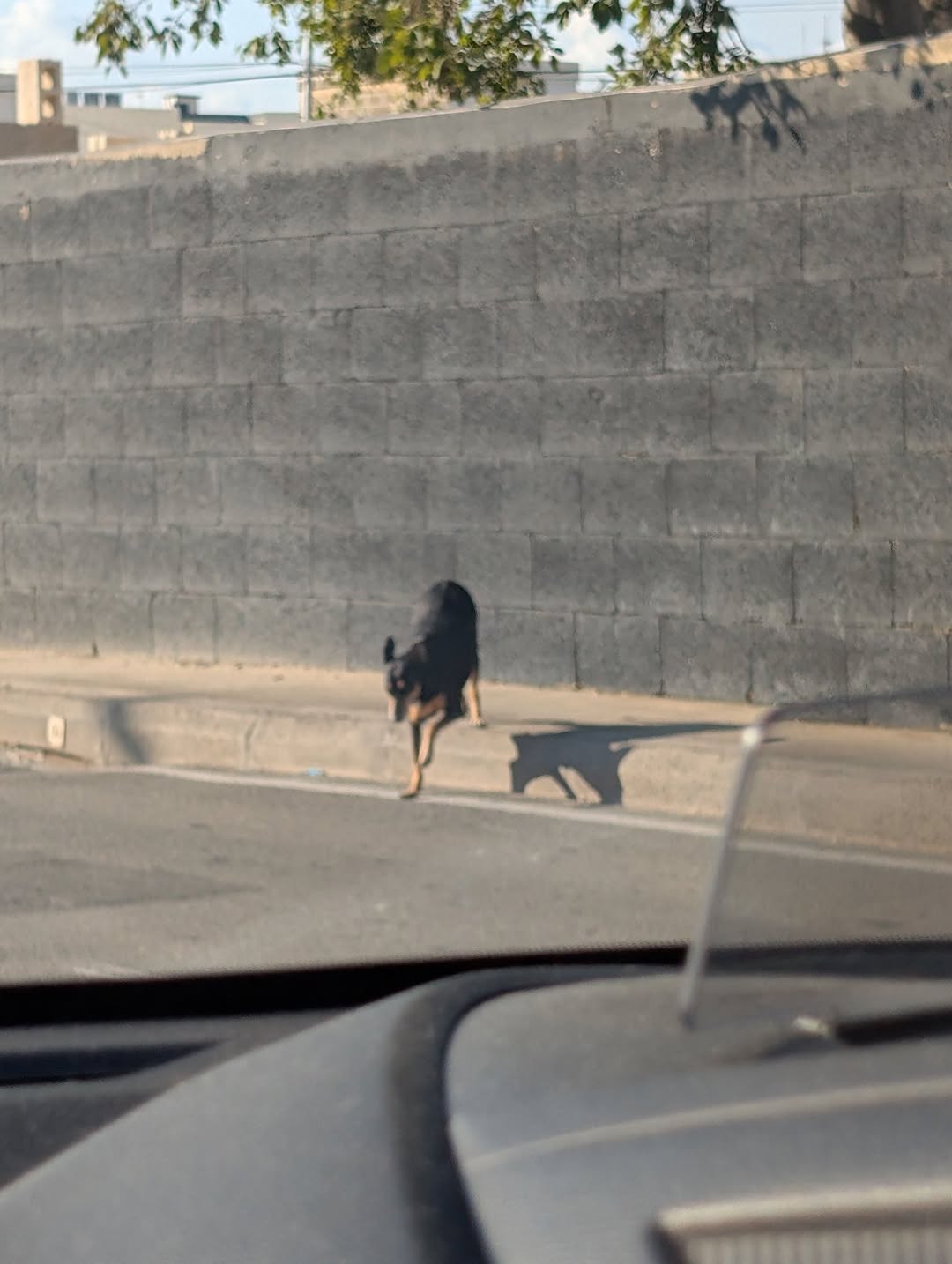 Found Dog in Birkirkara