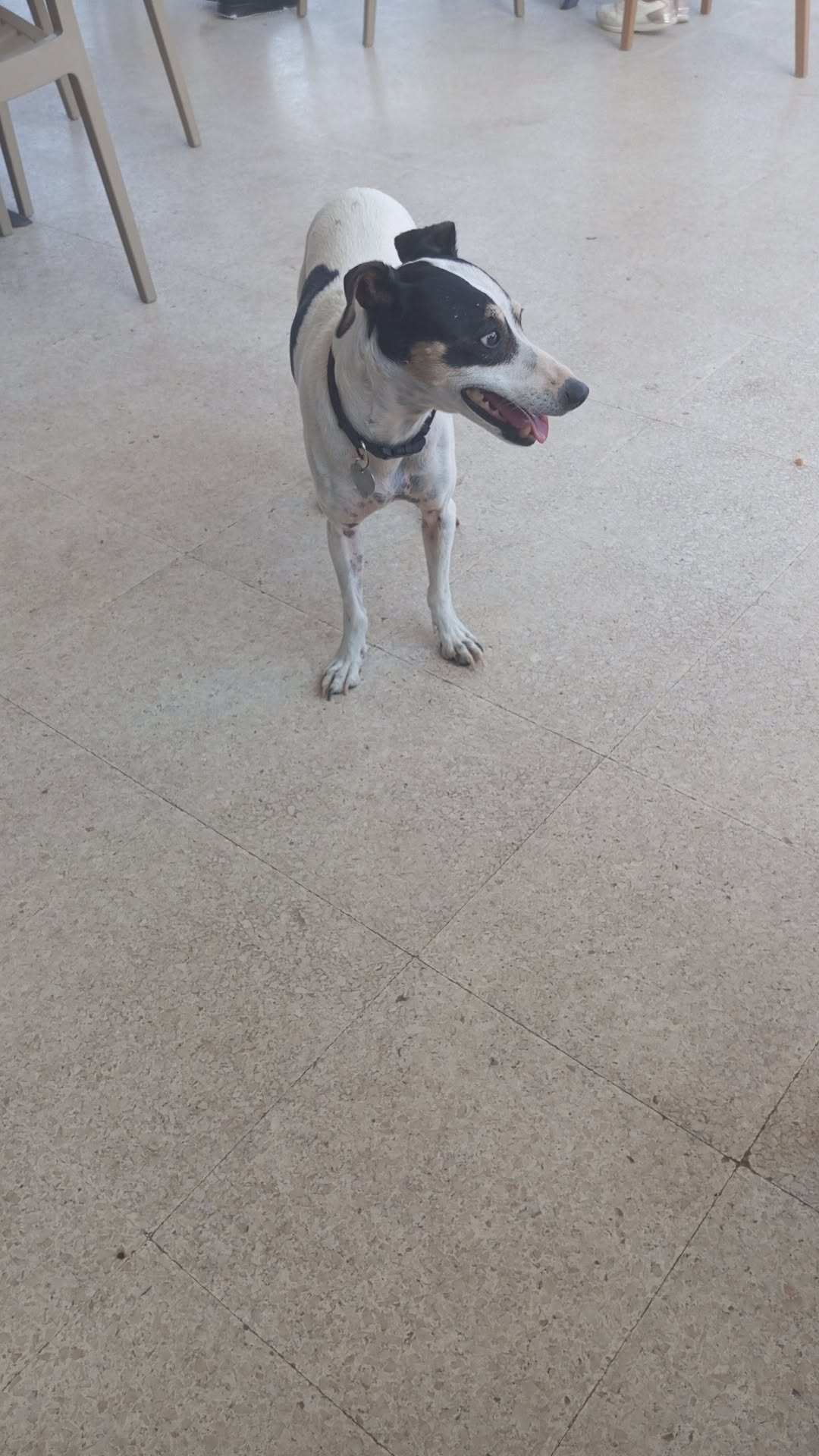 Found Dog in Golden Bay