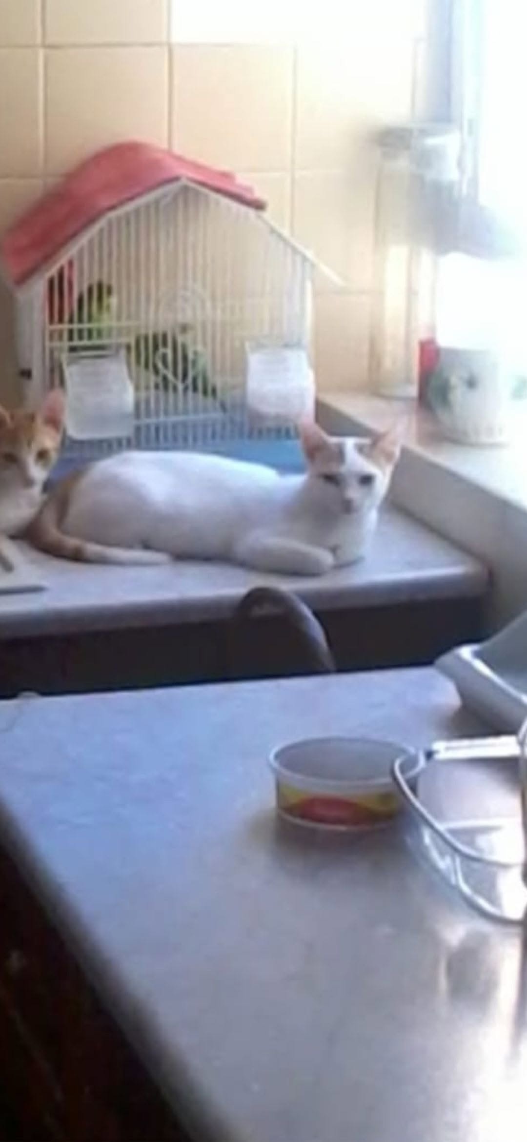 Lost cat