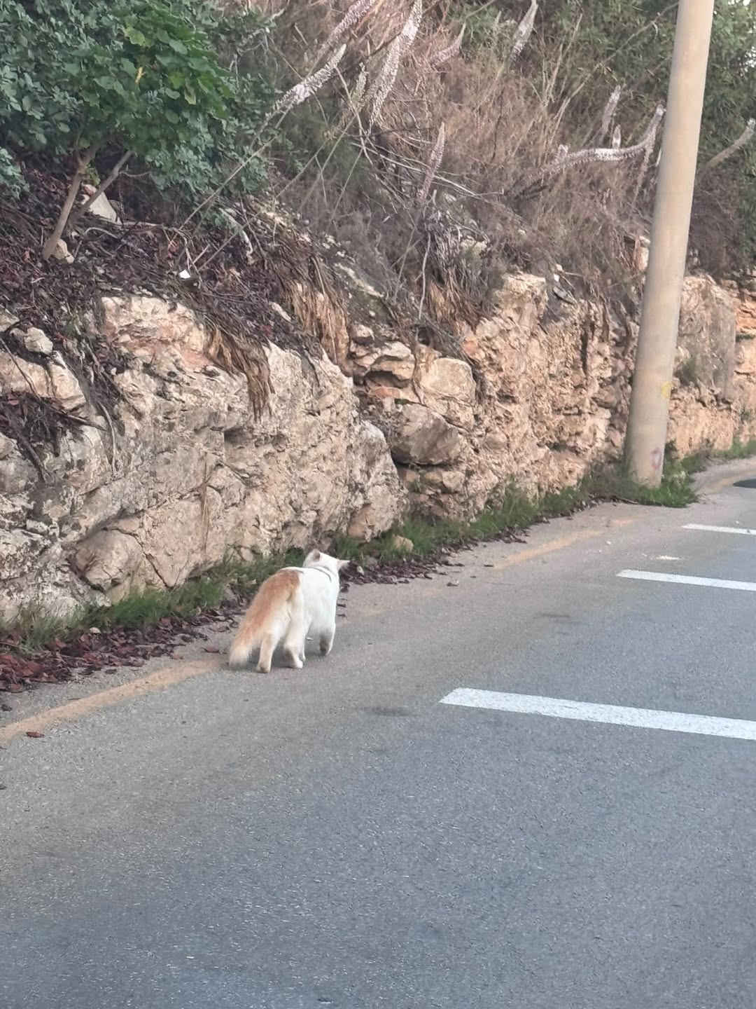 Found Cat in Malta