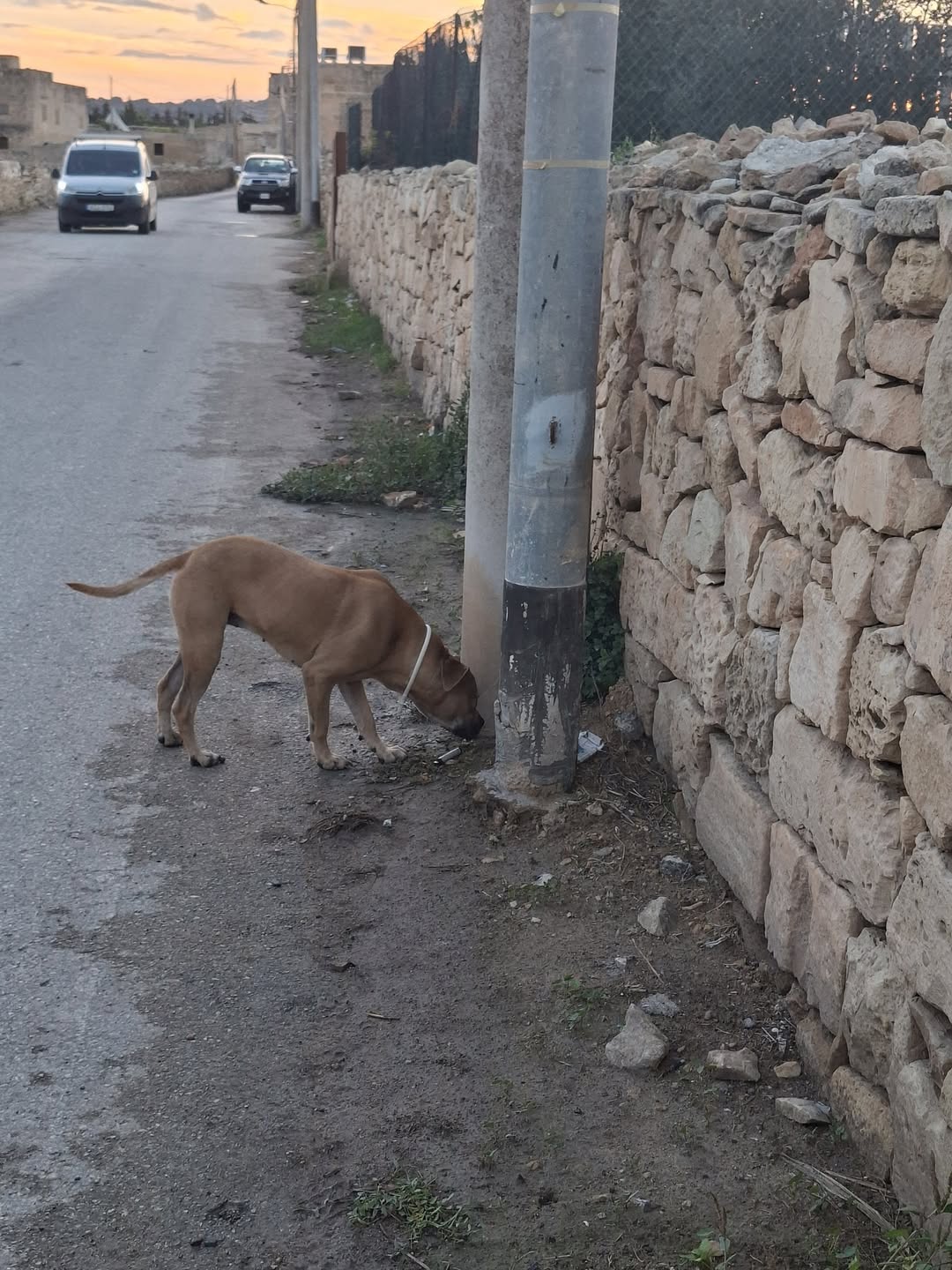 Found Dog in Haz-Zebbug