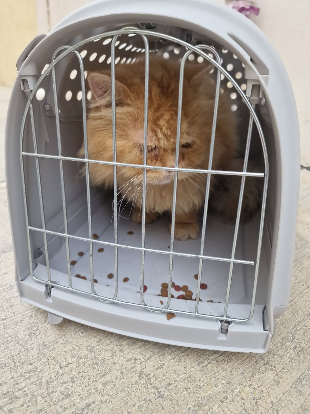 Found cat