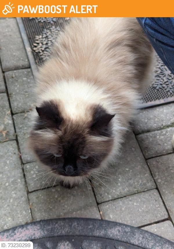 Found cat