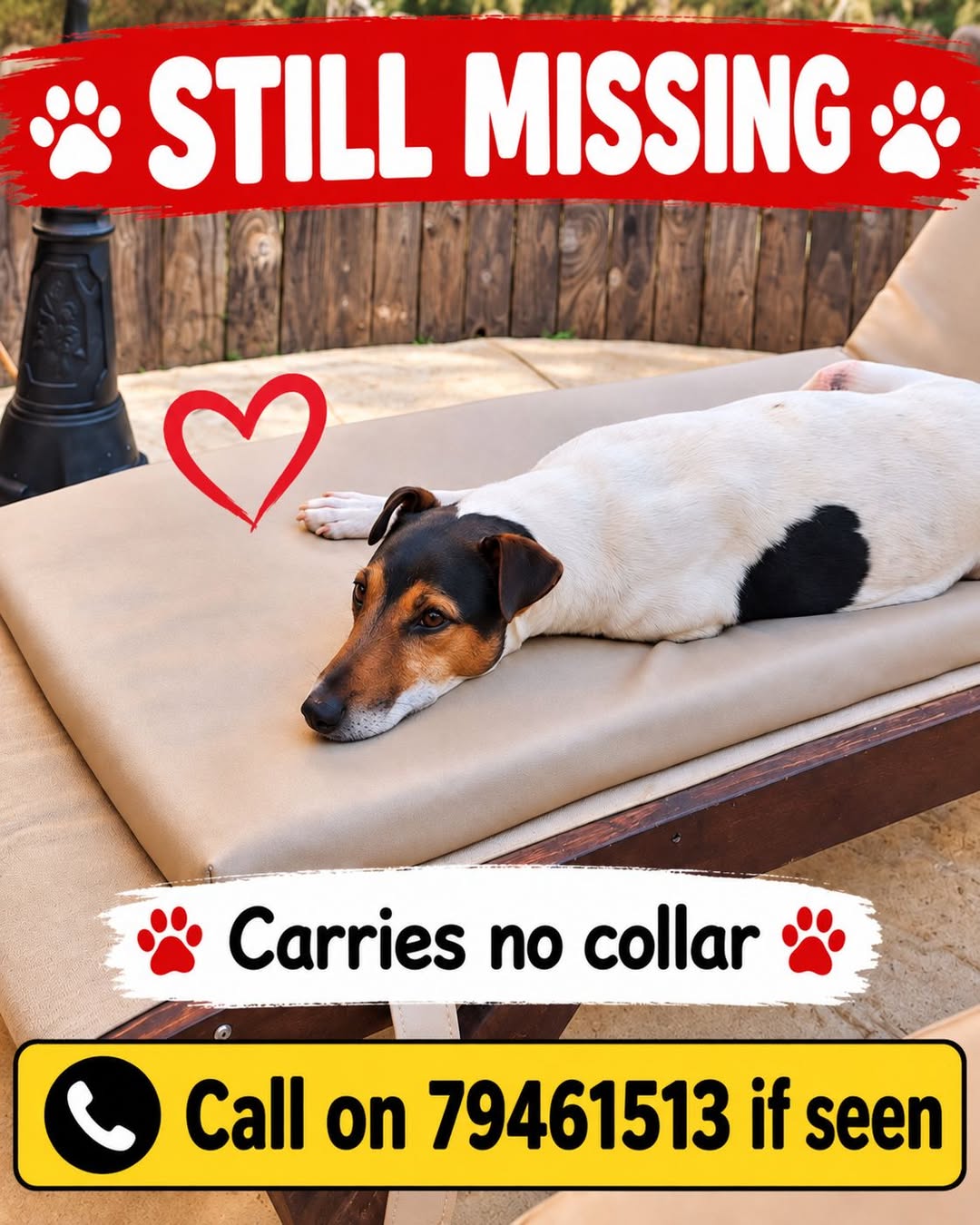 Lost dog
