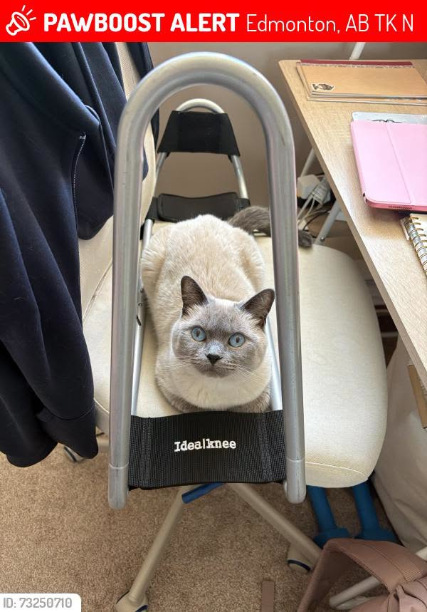 Lost Cat in Edmonton