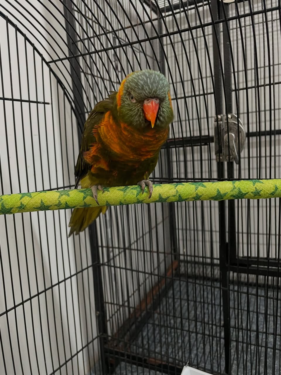 Found bird