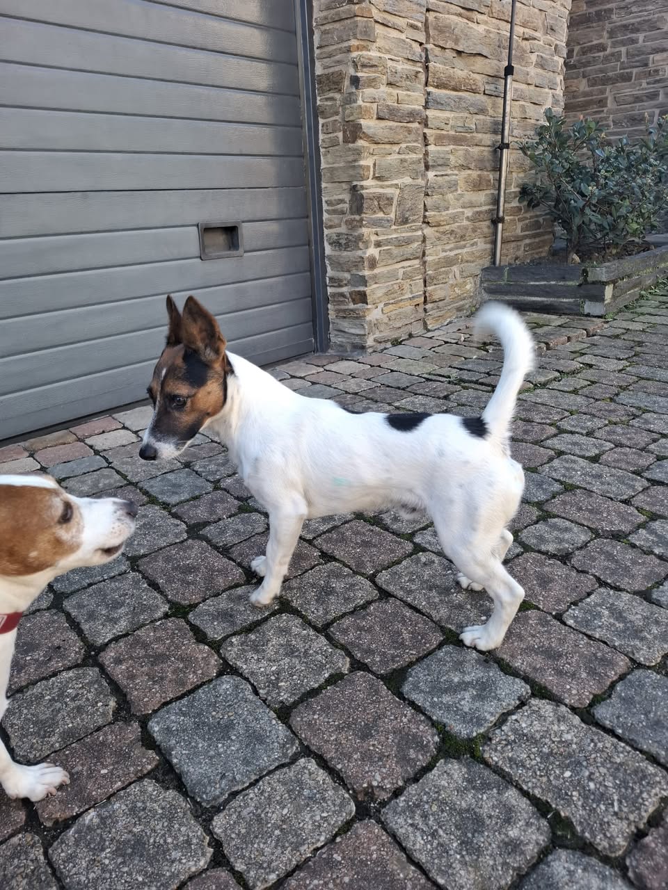 Found dog