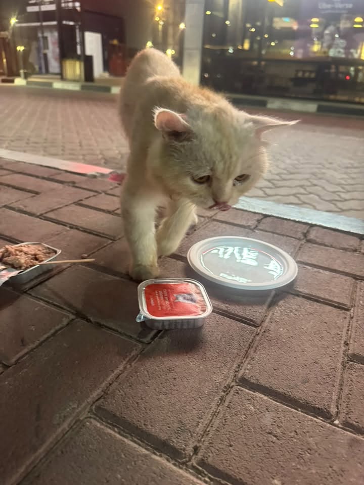 Found cat
