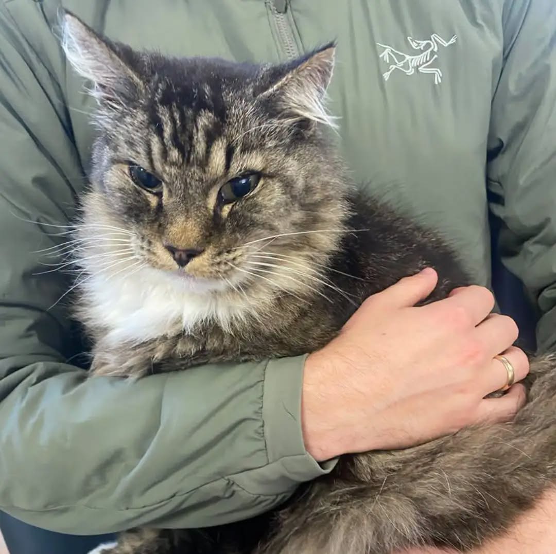 Found cat