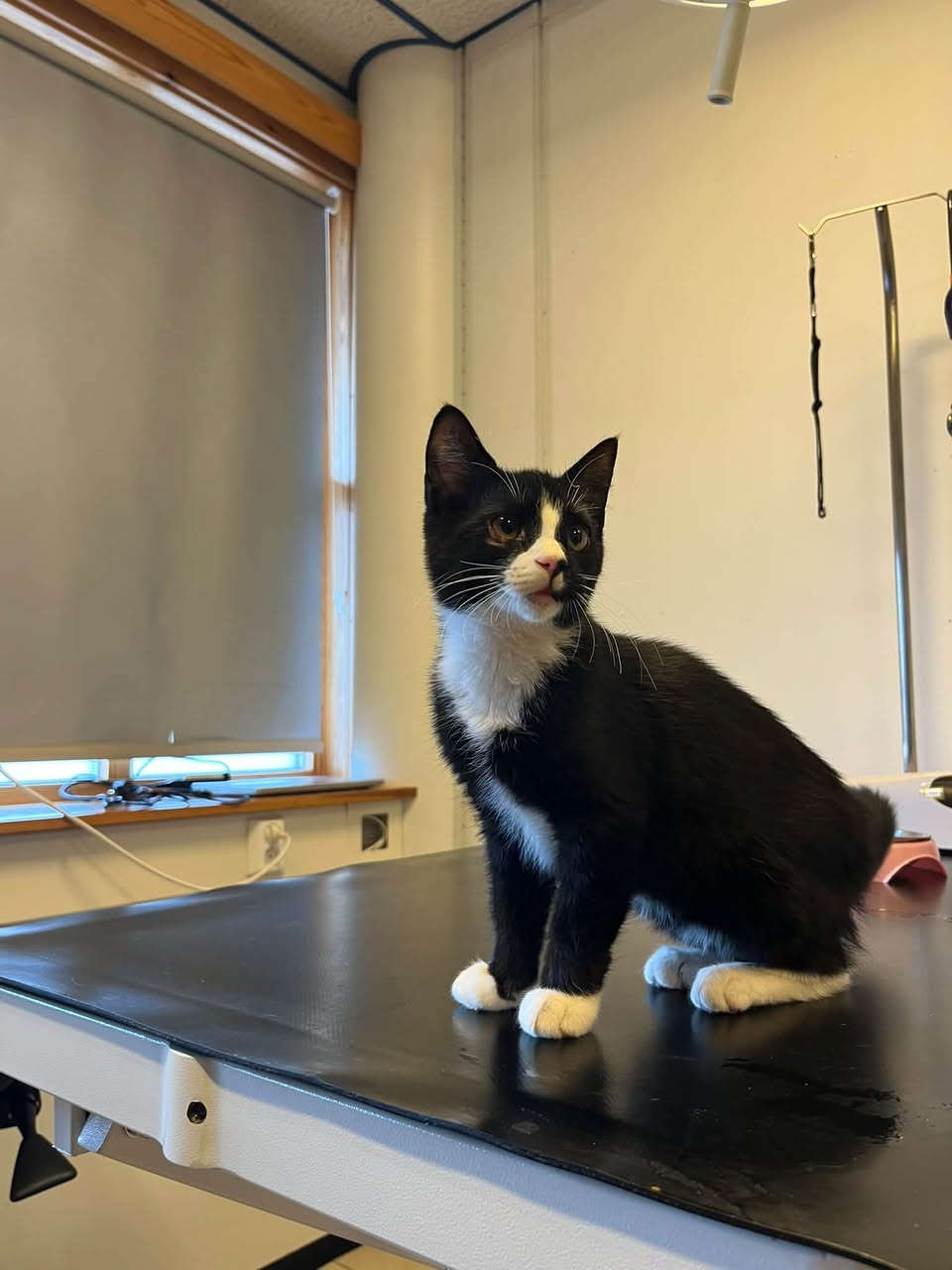 Found cat