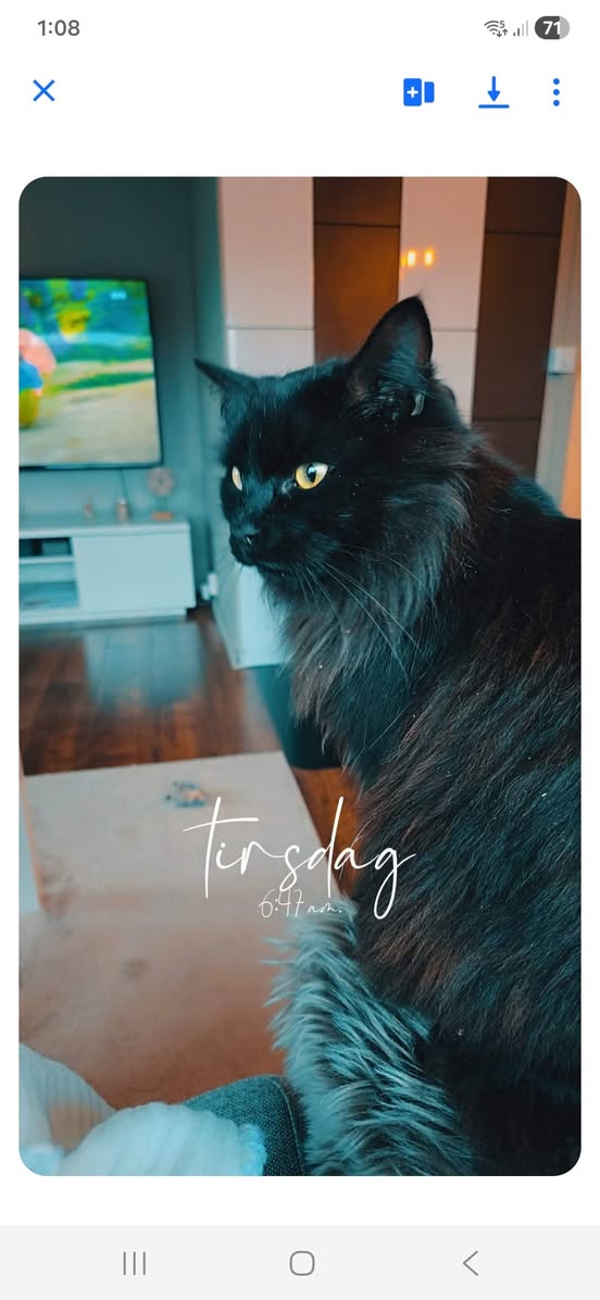 Lost cat