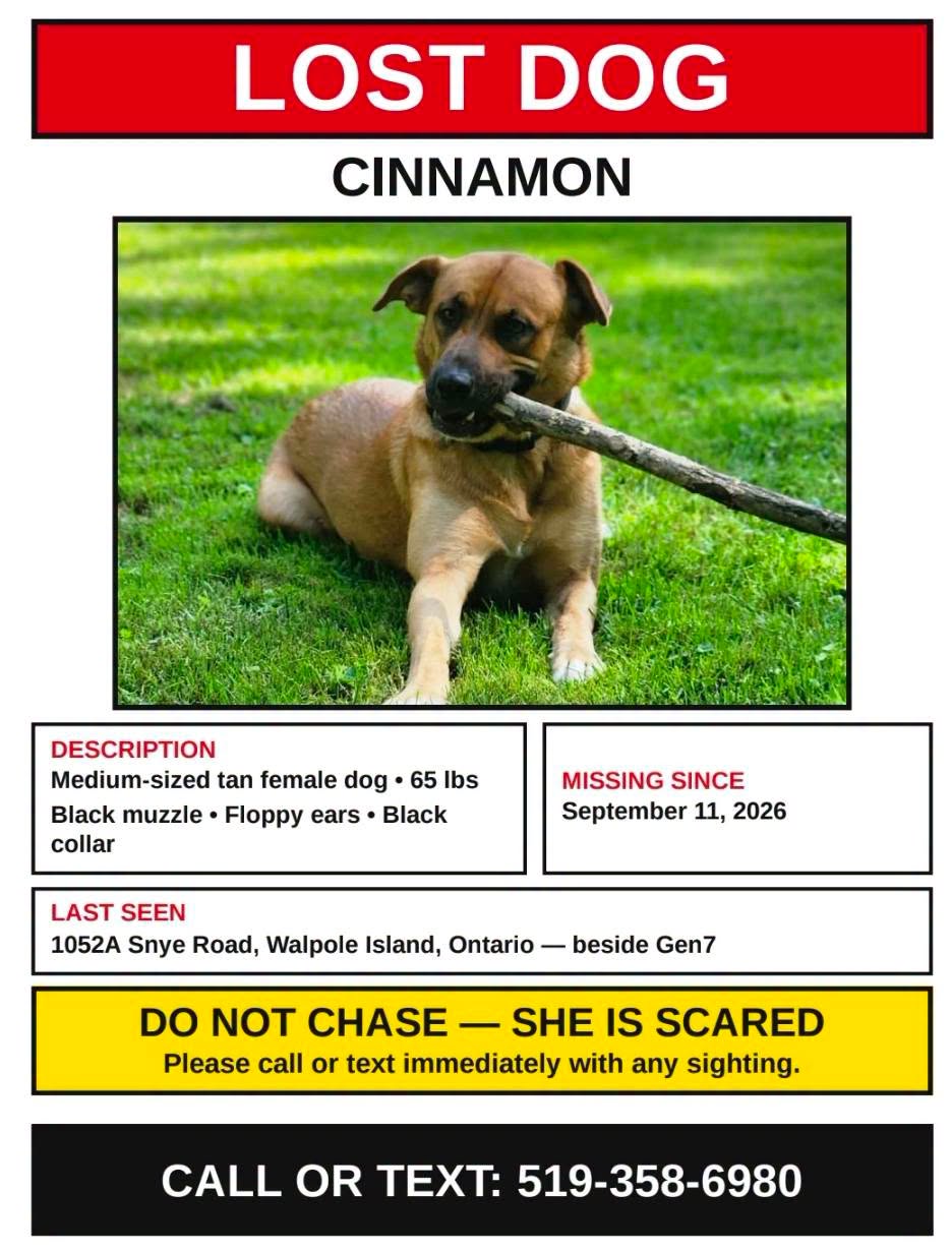 Lost Dog in Walpole Island