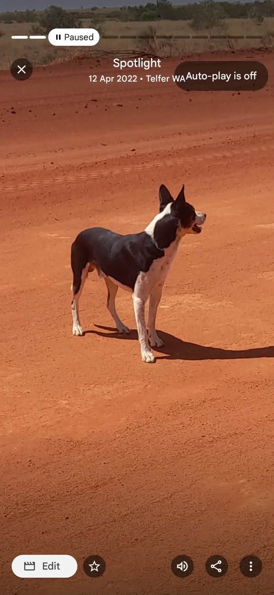 Lost Dog in Cue
