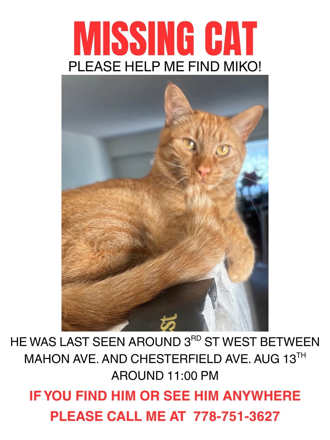 Lost cat