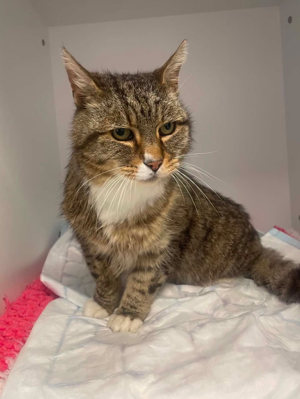 Found cat
