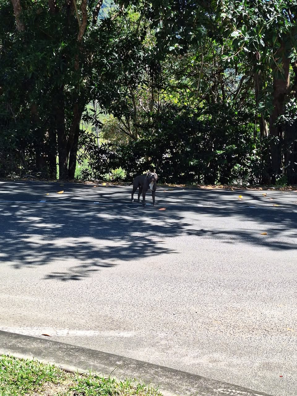 Found dog