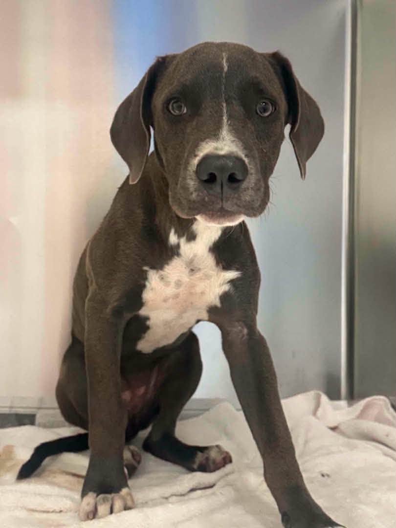 Found dog