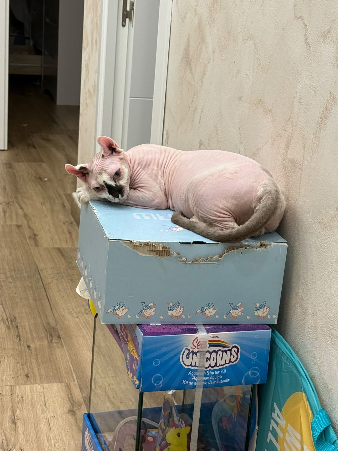Lost Cat in Illescas