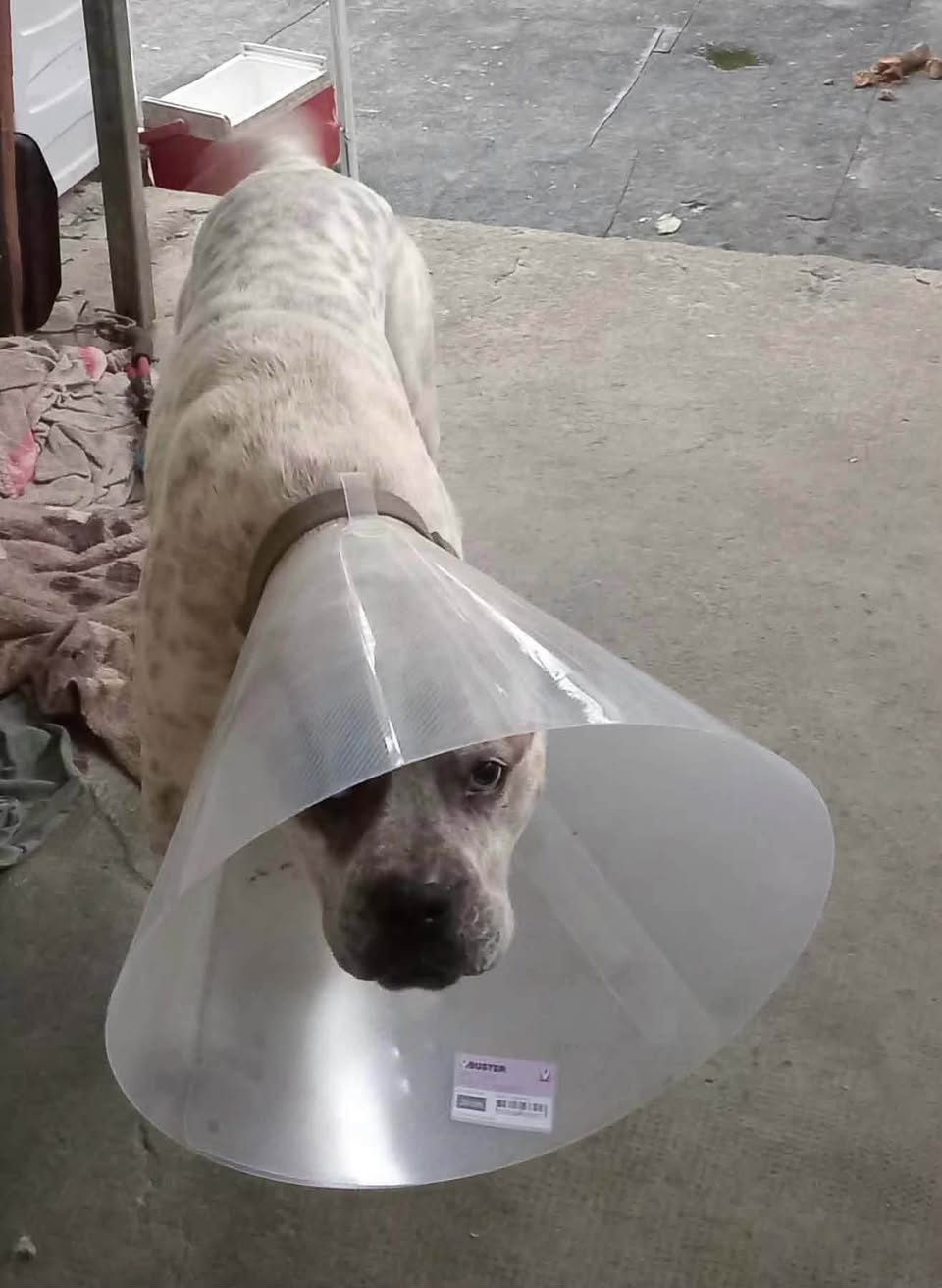 Lost Dog in France