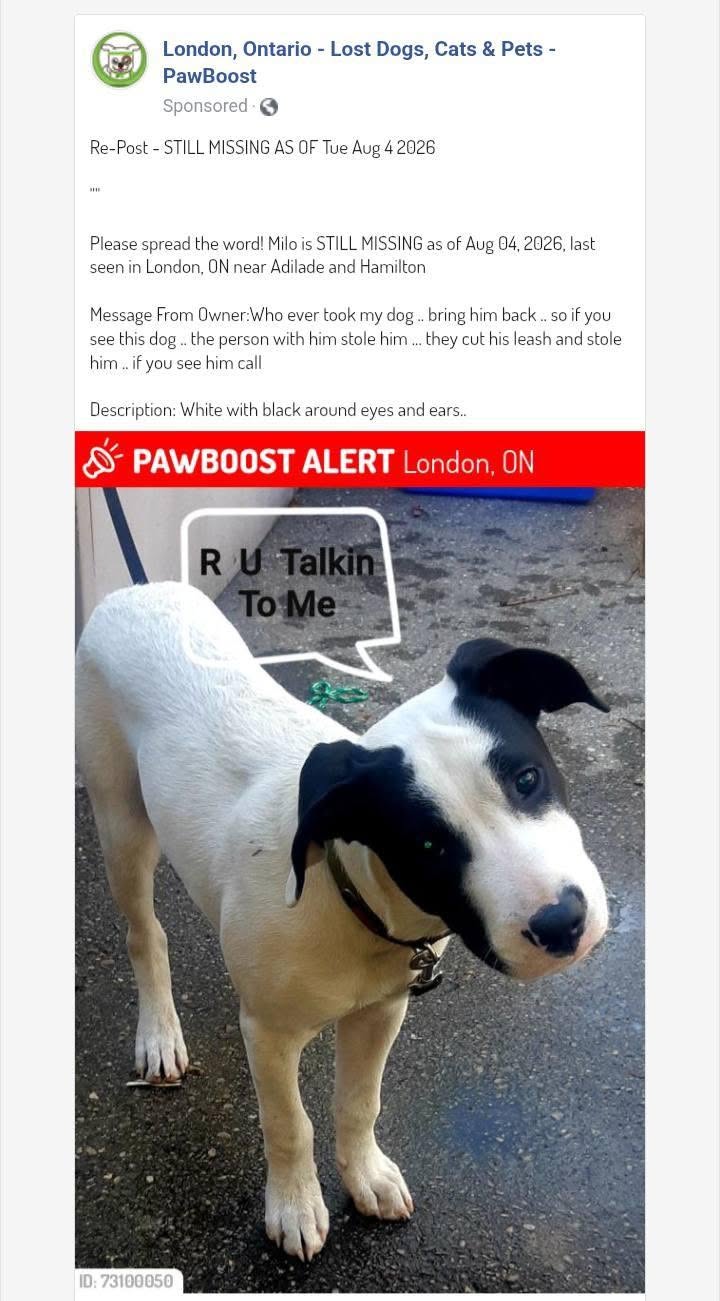 Lost dog