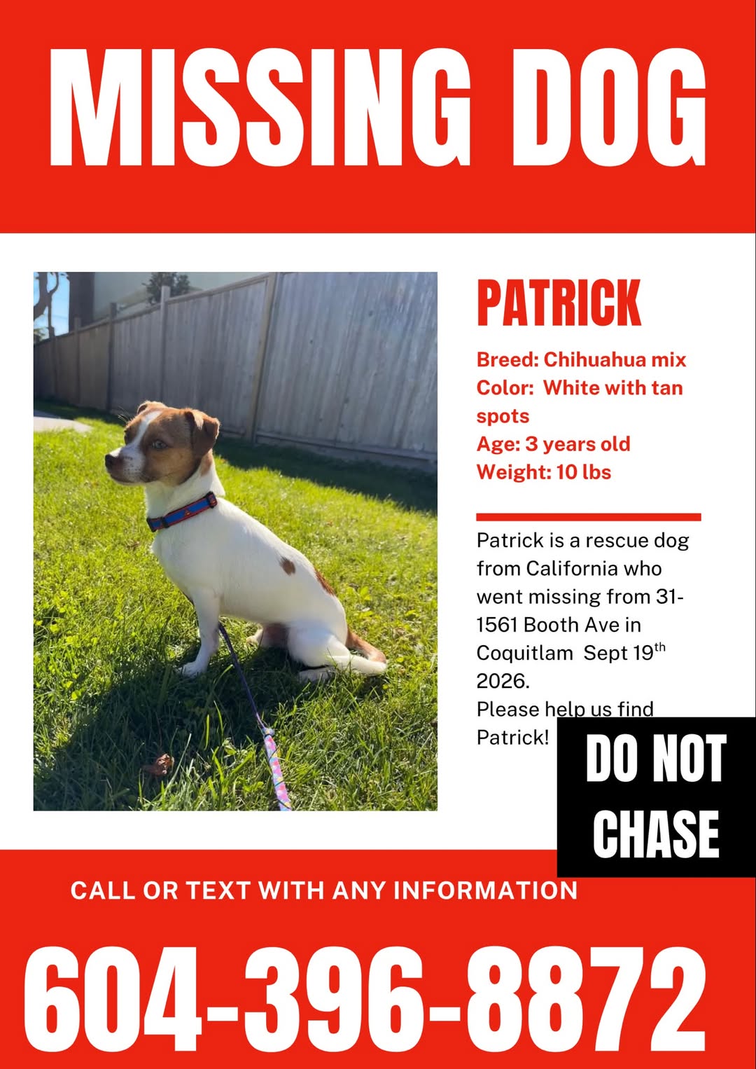 Lost Dog in Coquitlam