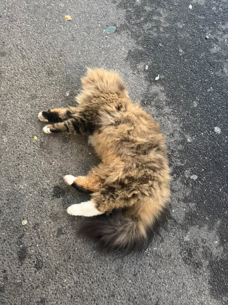 Found cat