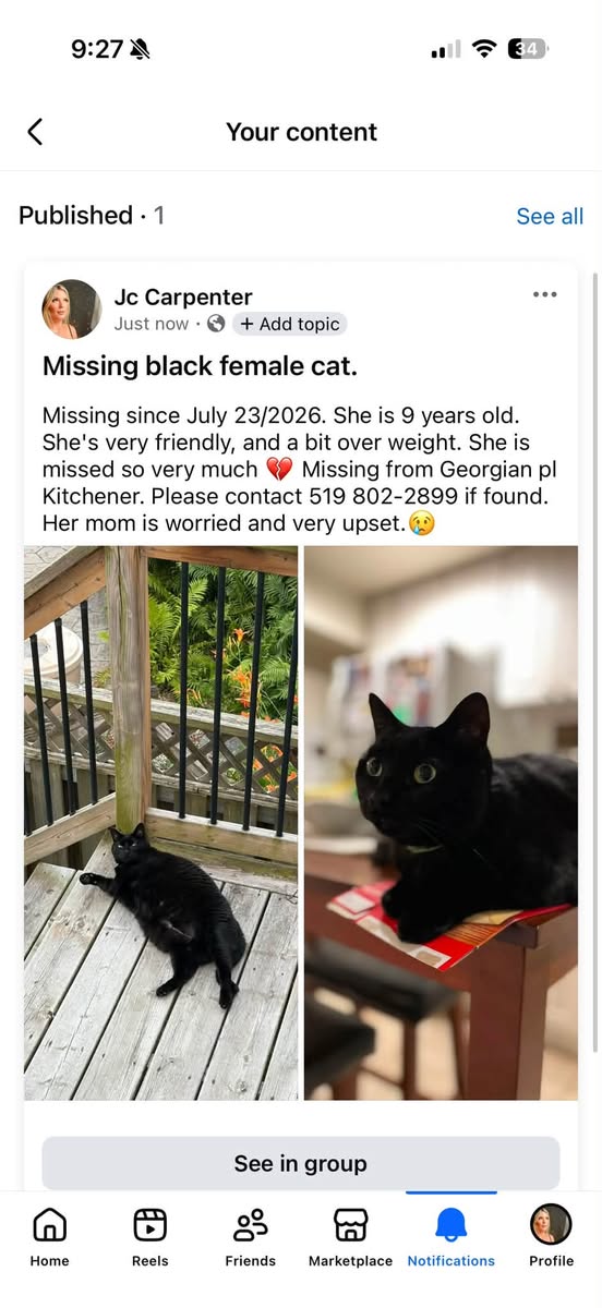 Lost cat