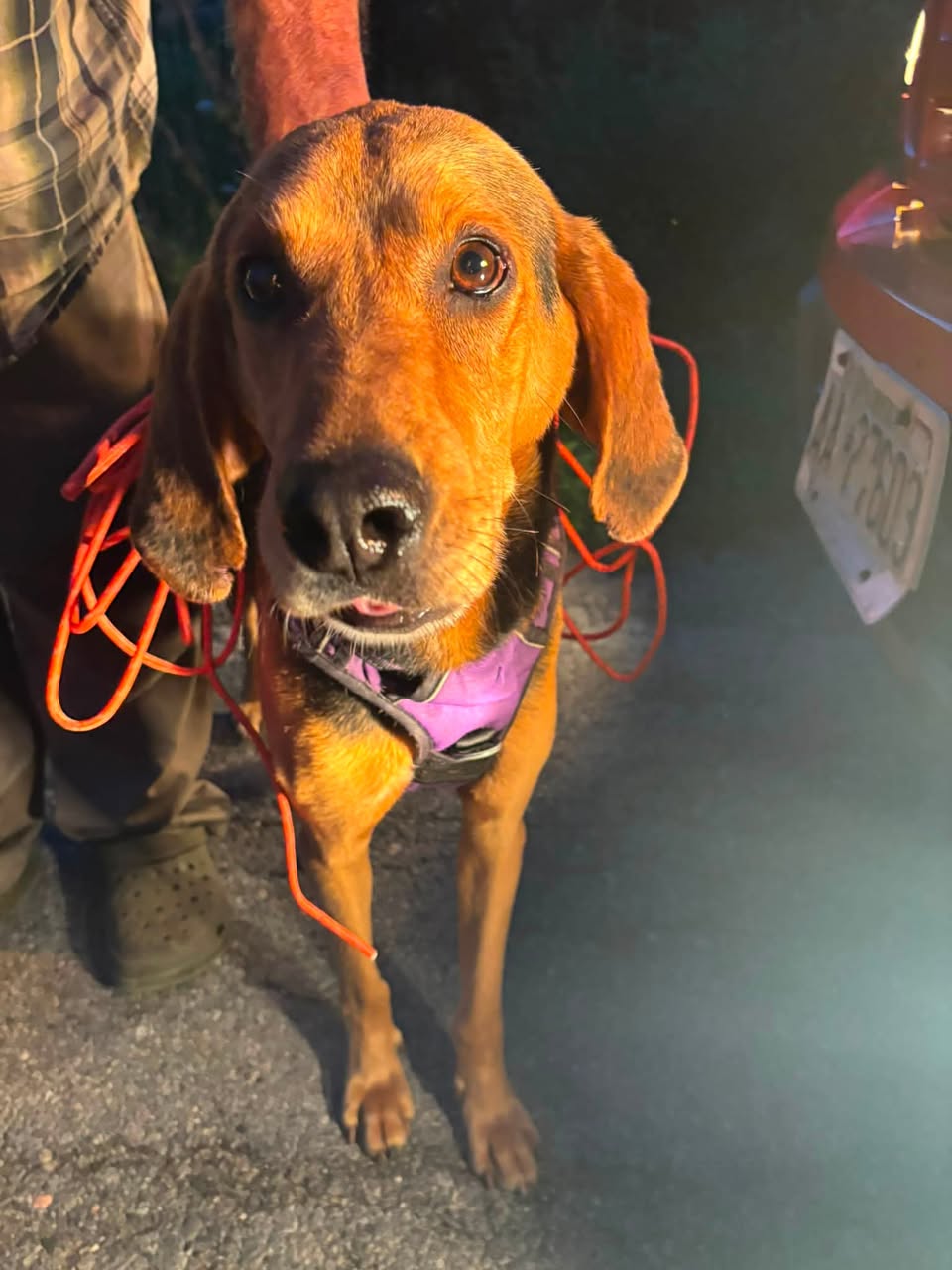 Found dog