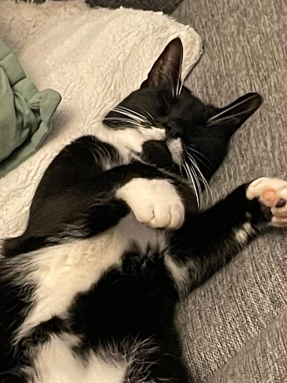 Lost cat
